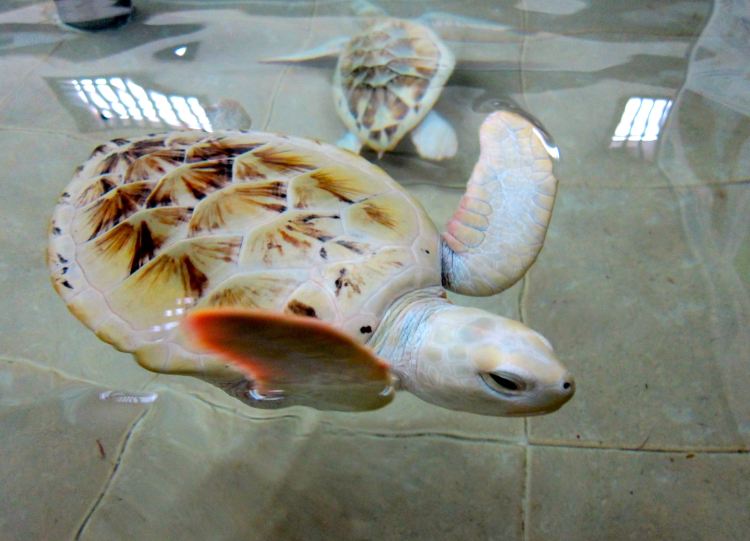 Stopped by the turtle conservation center 