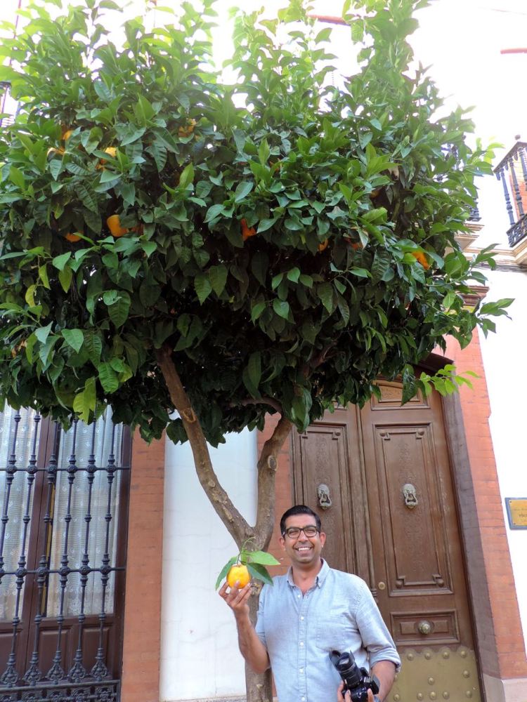 A fresh sour orange from the tree