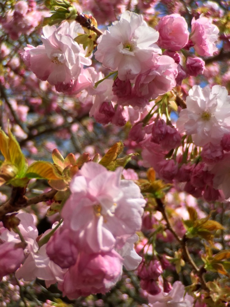 sakura - pink blossoms 
