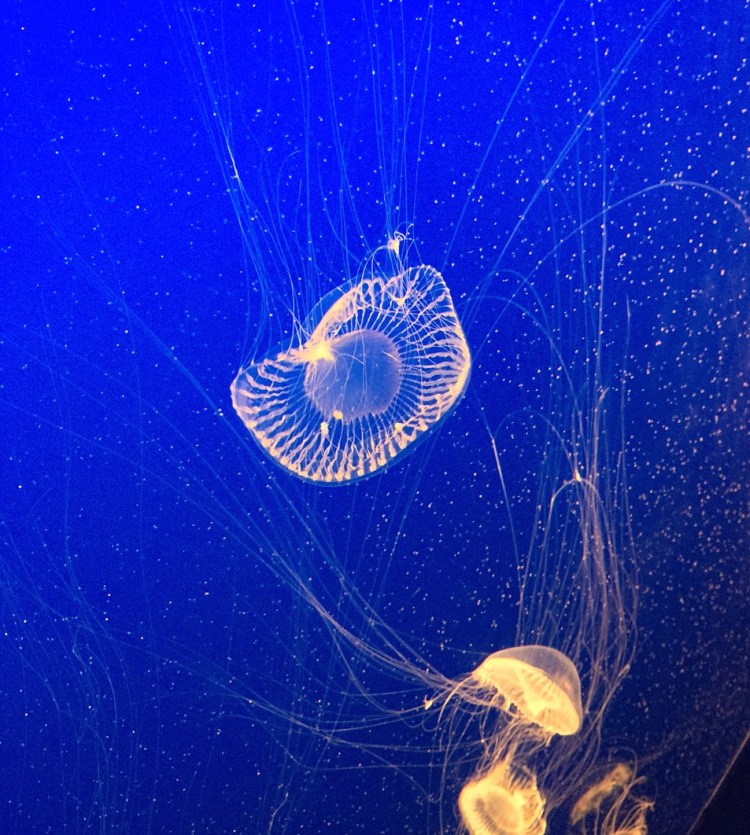 jellyfish4