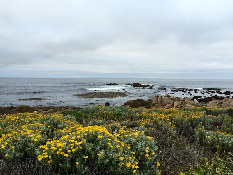 Monterey - 1 (27)