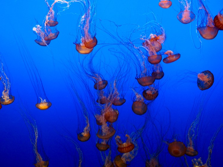jellyfish1