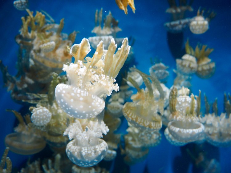 Jellyfish1