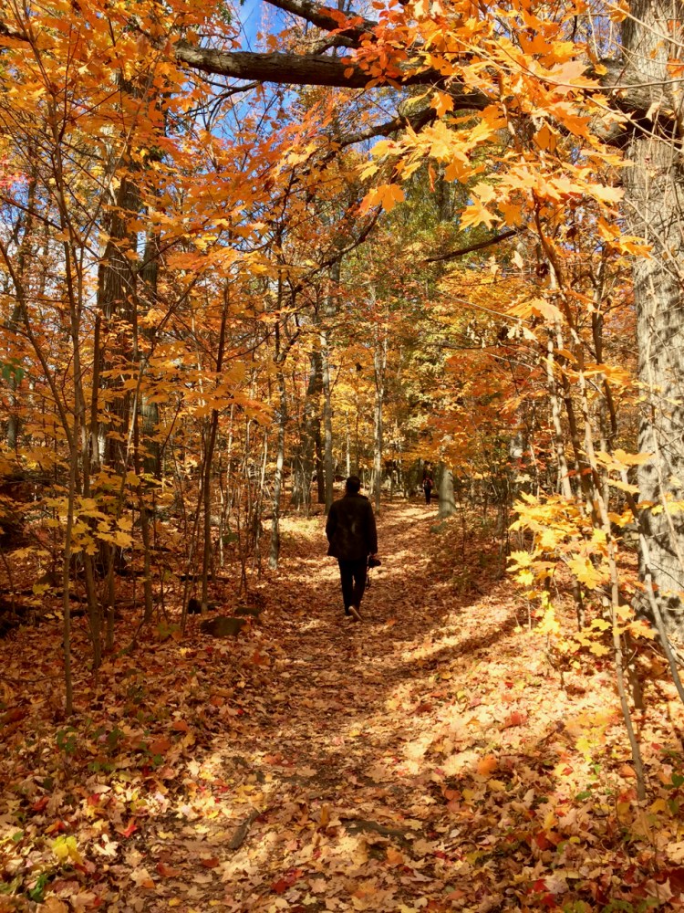 fall-new-york-5